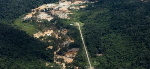 Ouro do sangue Yanomami
